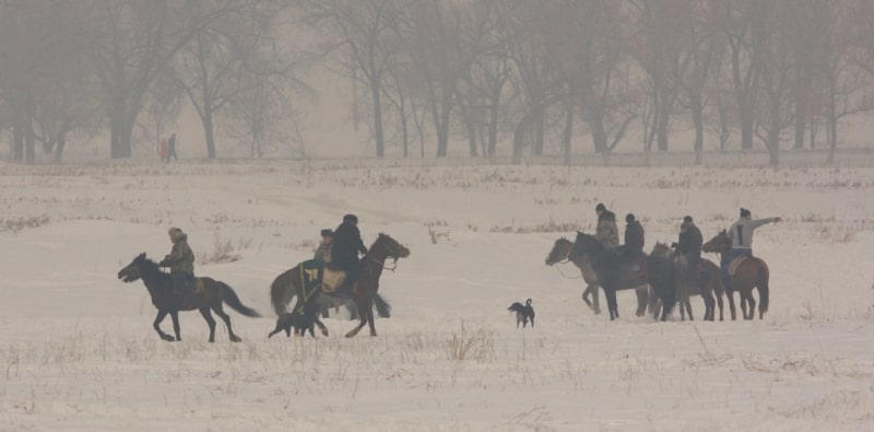 Demonstration hunting with falcon in Kazakhstan.