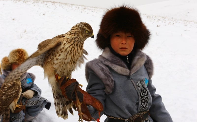 Demonstration hunting with falcon in Kazakhstan.