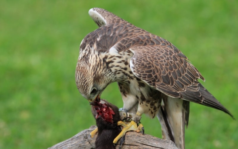 Demonstration hunting with falcon in Kazakhstan.