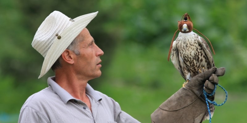 Demonstration hunting with falcon in Kazakhstan.