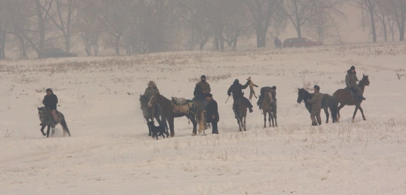 Demonstration hunting with falcon in Kazakhstan.