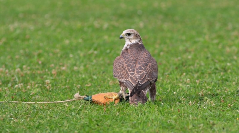 Demonstration hunting with falcon in Kazakhstan.