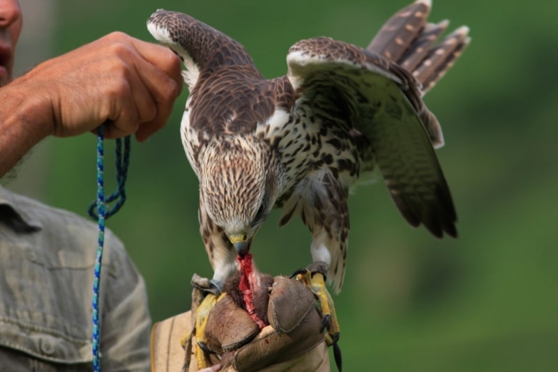 Demonstration hunting with falcon in Kazakhstan.