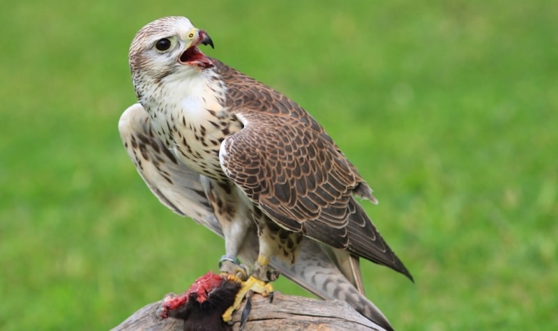 Demonstration hunting with falcon in Kazakhstan.