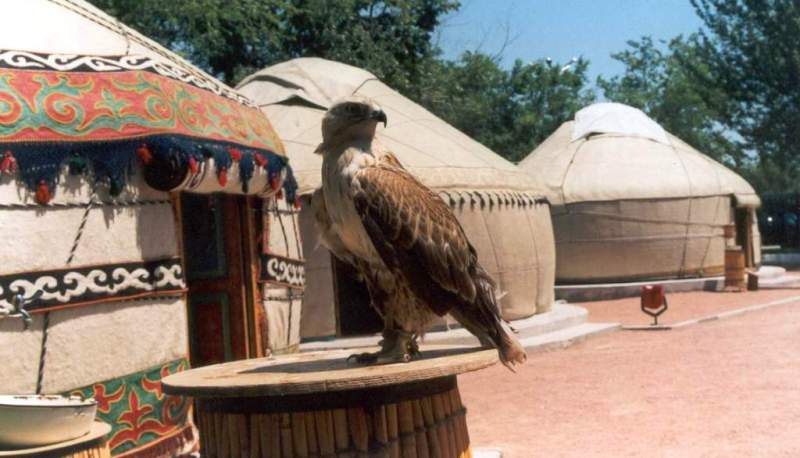 Demonstration hunting with falcon in Kazakhstan.