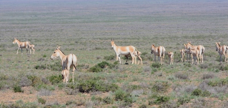Steppe horses - Asiatic wild ass (Equus hemionus) - lived in area Kulan-Tau many centuries, but have been completely destroyed by people in 70th years of XX century. Park Altyn-Emel.