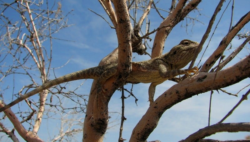 Lizard (Agama) in Altyn-Emel national park.