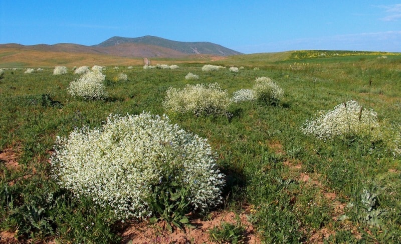 Soaproot (Gypsophila gen.).