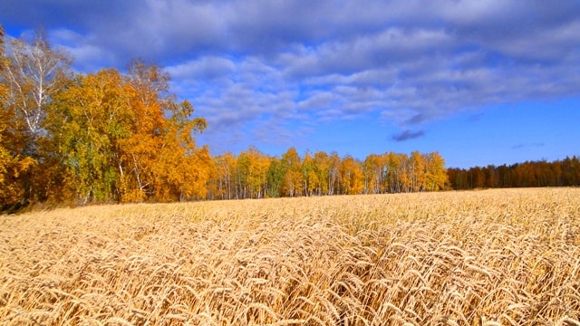 Climate of reserve Aksu-Zhabagly sharply continental. 