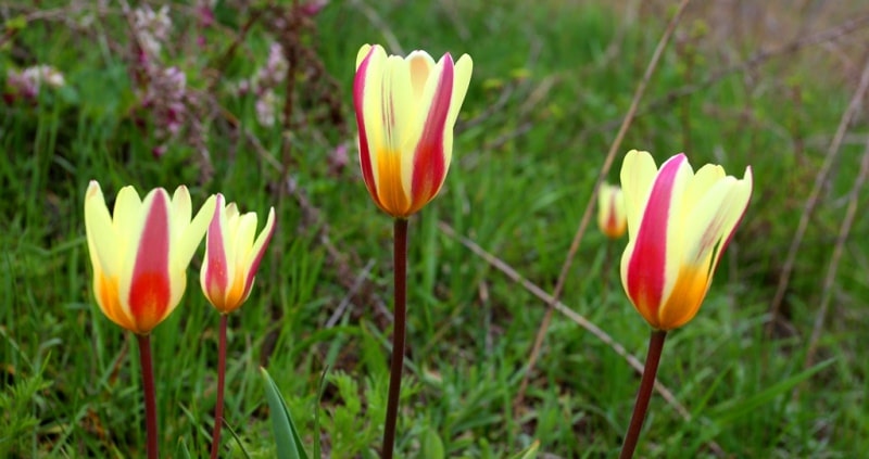 Tulip Kaumnaiana in Koksai Gorge reserve Aksu-Jabagly.