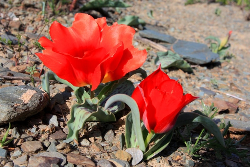 Tulipa Greigi.