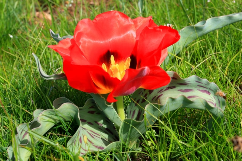 Tulipa Greigi.