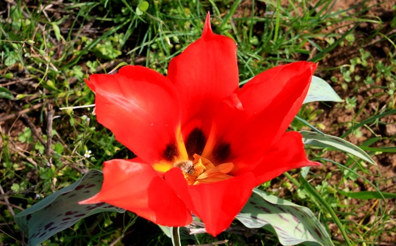 Tulip Greigi.