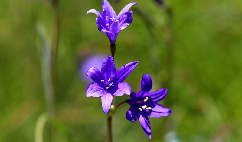 Flora in Aksu-Zhabagly reserve.