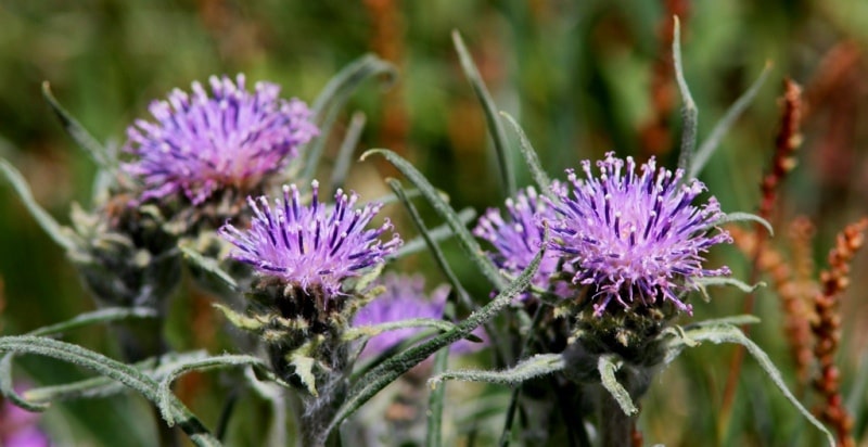 Natural sights of the Almaty reserve.