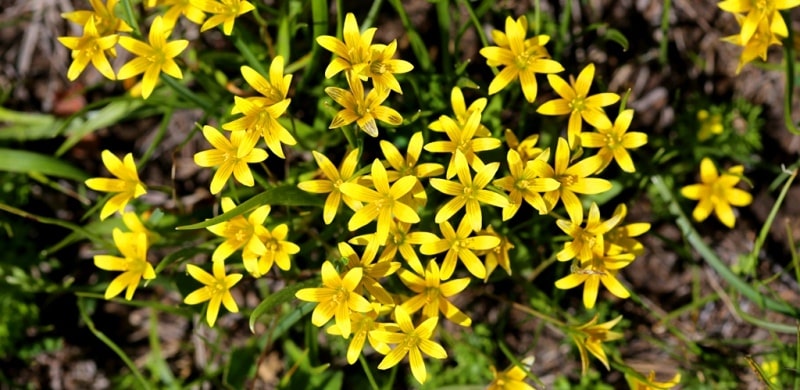 Yellow star of Bethlehem.