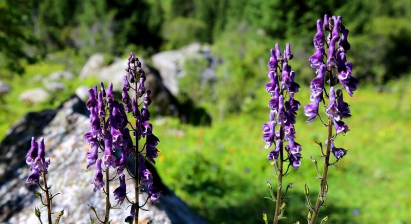 Natural sights of vicinities of the river Middle Talgar.