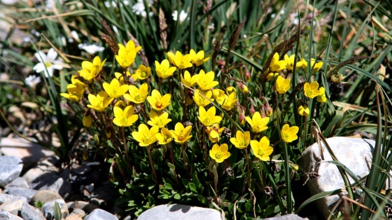 Yellow star of Bethlehem.