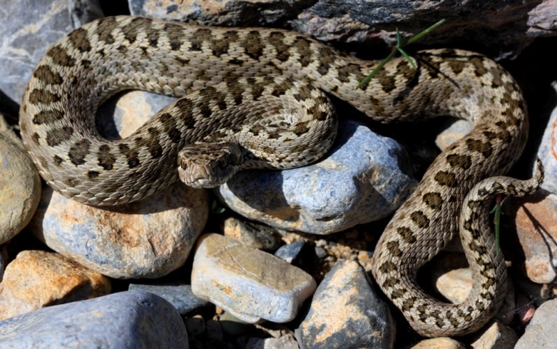 Fauna in park Altyn-Emel.