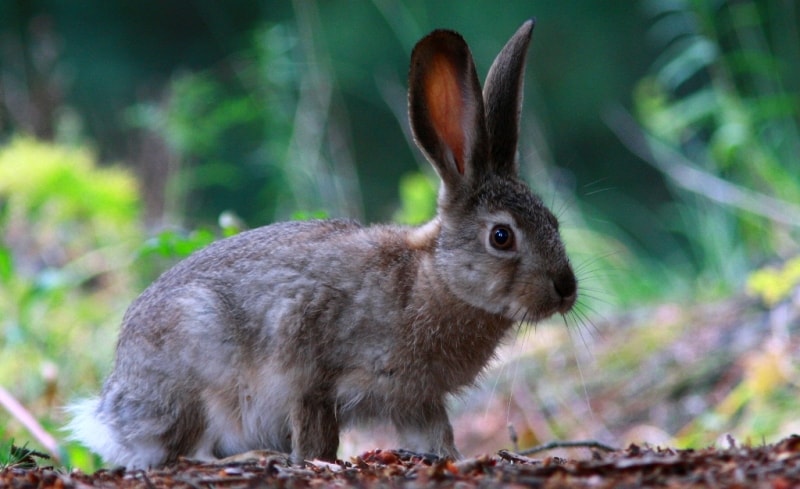 Fauna in park Altyn-Emel.