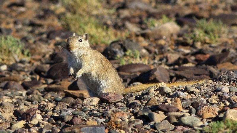 Fauna in park Altyn-Emel.