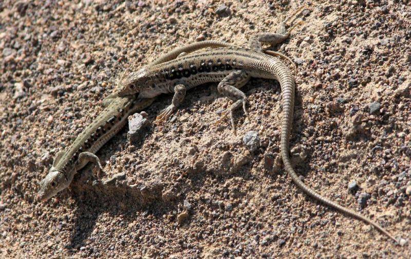 Fauna in park Altyn-Emel.