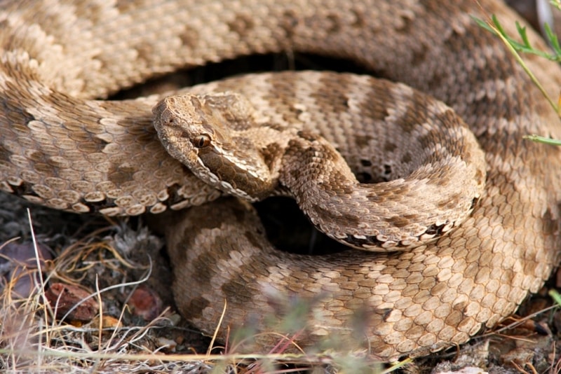 Fauna in park Altyn-Emel.