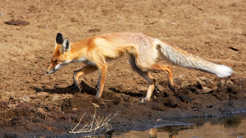 Fauna in park Altyn-Emel.