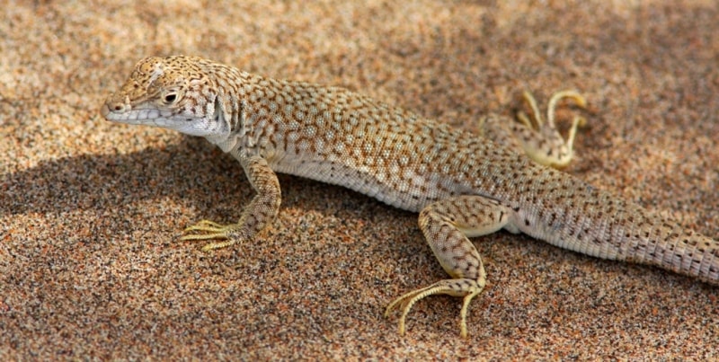 Fauna in park Altyn-Emel.