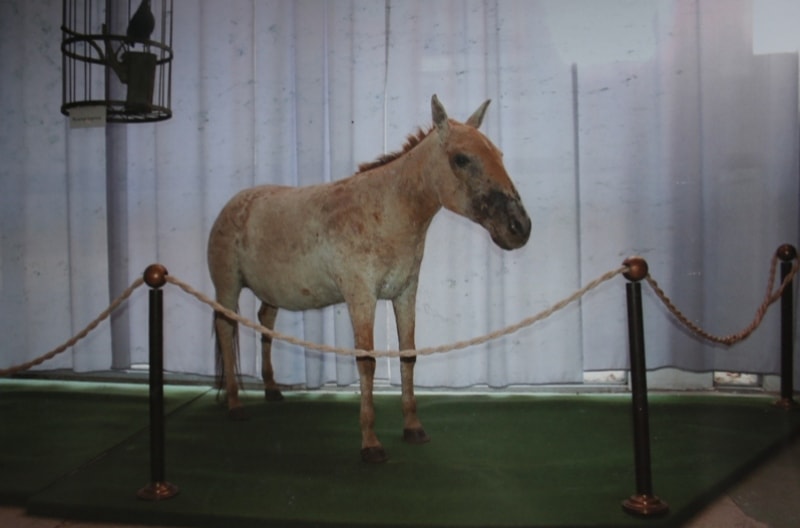 Дикая лошадь Пржевальского (Equus Przewalskii). Фотография из музея Пржевальского в Караколе.