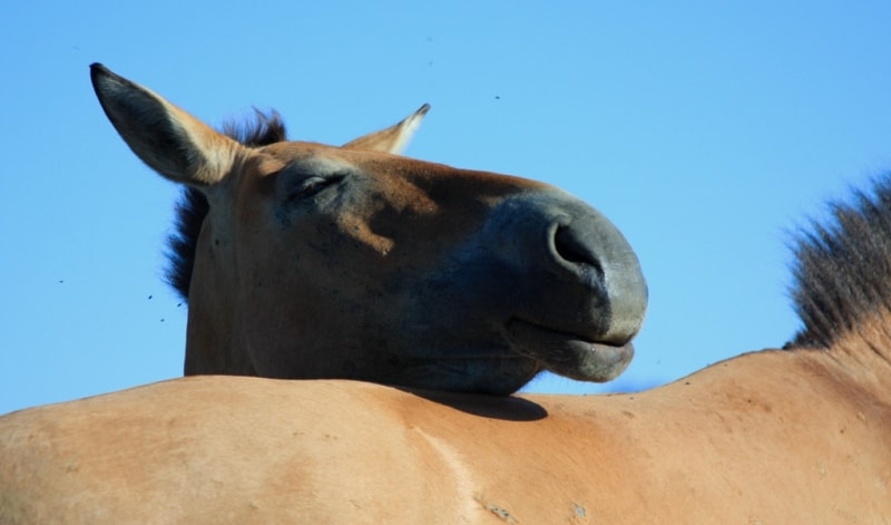 Przevalskiy horse in natural park Altyn-Emel. 