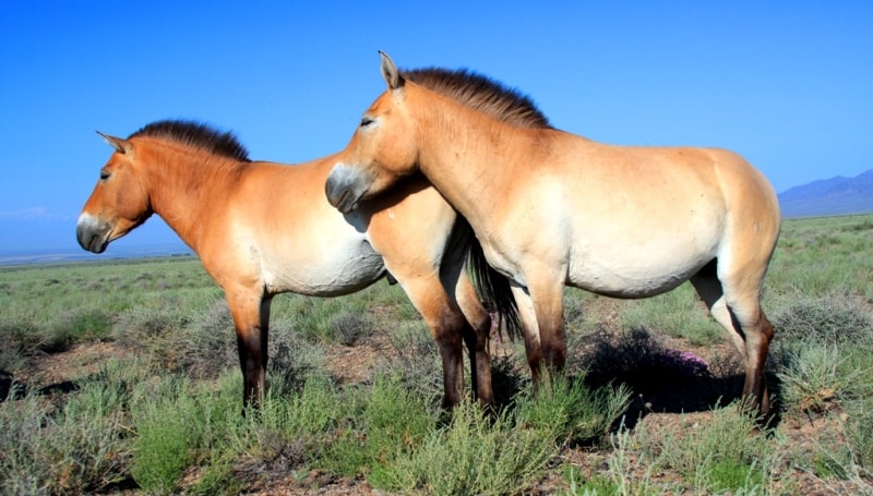 Przevalskiy horse in natural park Altyn-Emel. 