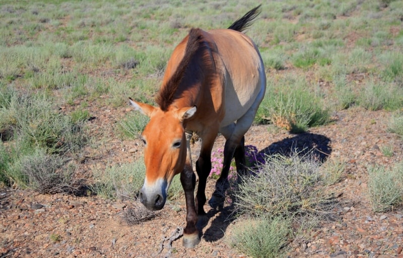 Przevalskiy horse in natural park Altyn-Emel. 