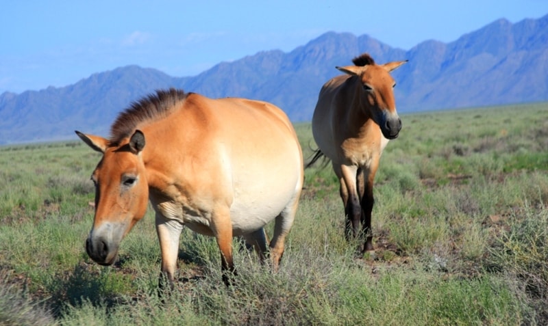 Przevalskiy horse in natural park Altyn-Emel. 