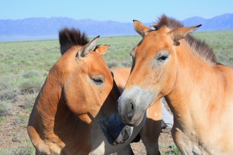 Przevalskiy horse in natural park Altyn-Emel. 