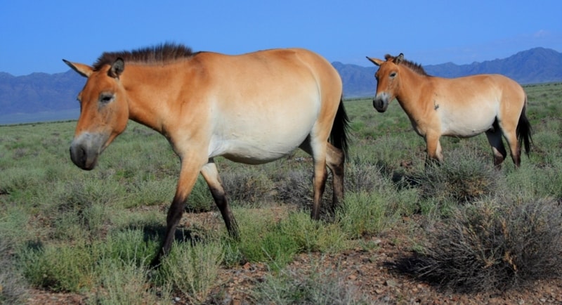 Przevalskiy horse in natural park Altyn-Emel. 