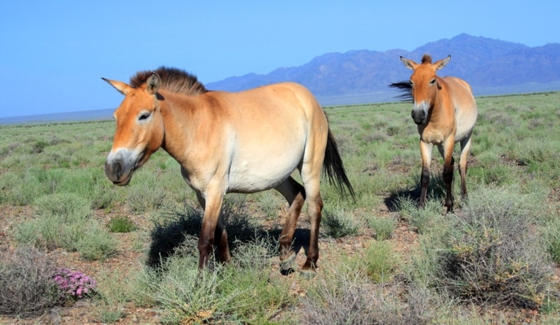 Przevalskiy horse in natural park Altyn-Emel. 