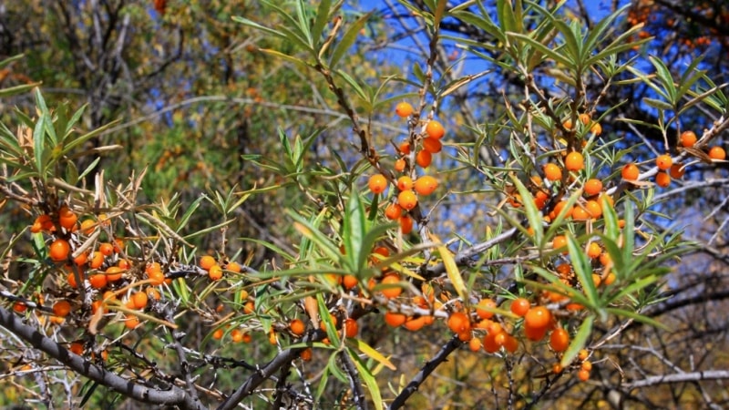 Sea-buckthorn berries in gorge Issyk.