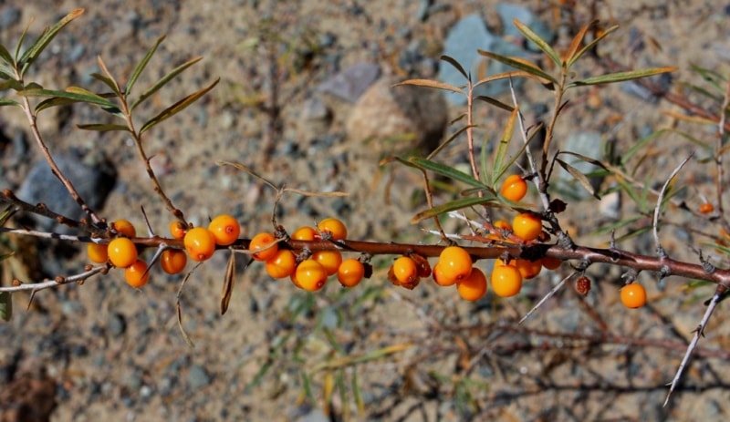 Sea-buckthorn berries in gorge Issyk.