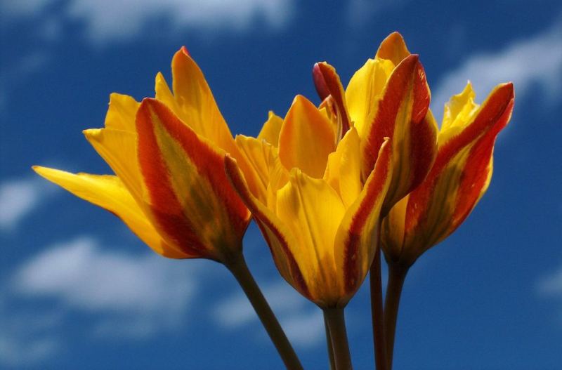 Тюльпан четырехлистный. Tulipa tetraphylla Regel.