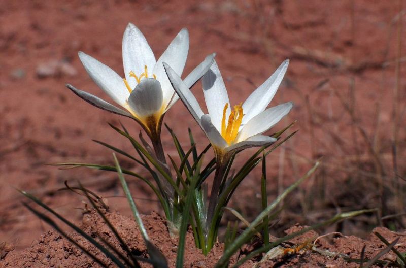 Шафран алатауский.Crocus alatavicus Regel et Semen.