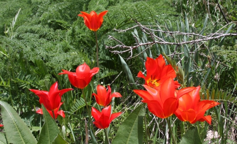 Тюльпан Отровского. Tulipa Ostrovckiana Regel.