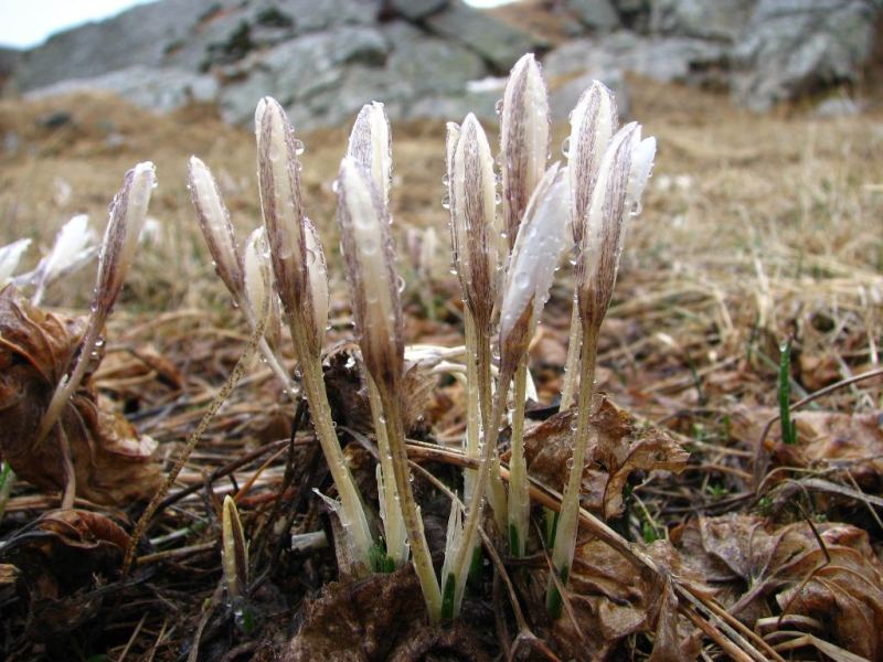 Tulipa in Big Almaty gorge.