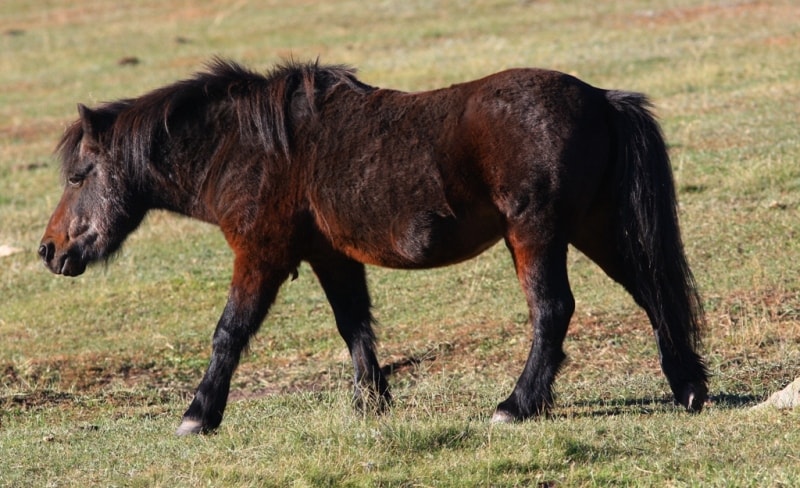 Лошадь Пржевальского в музее природы Каркаралы.