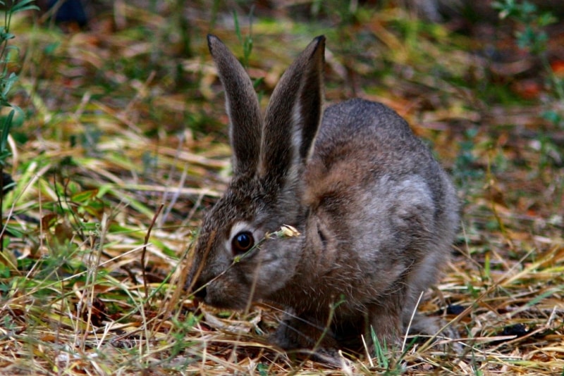 Заяц в Катон-Карагайском национальном природном парке.