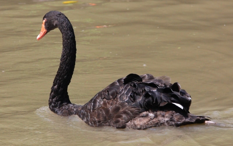 The fauna of Katon-Karagay park.