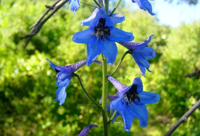 The flora of Katon-Karagay park.