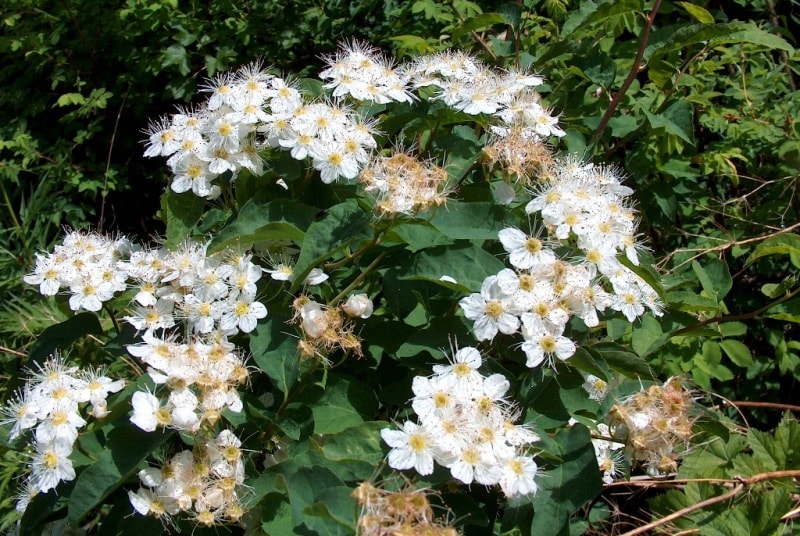 The flora of Katon-Karagay park.