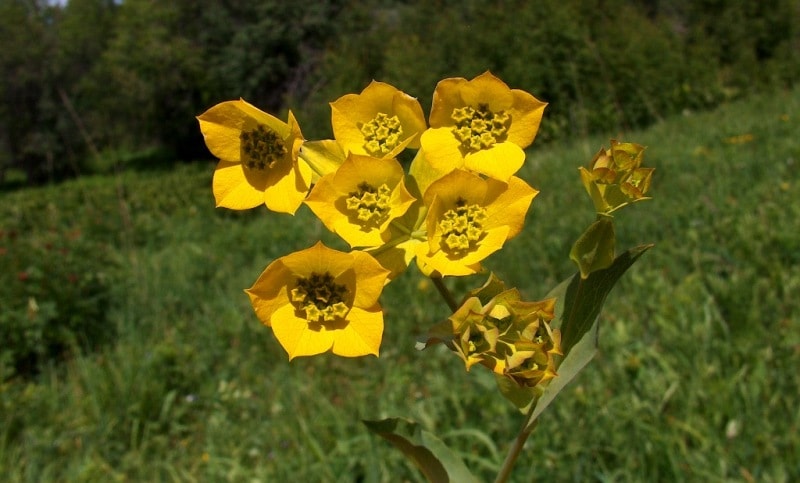 The flora of Katon-Karagay park.