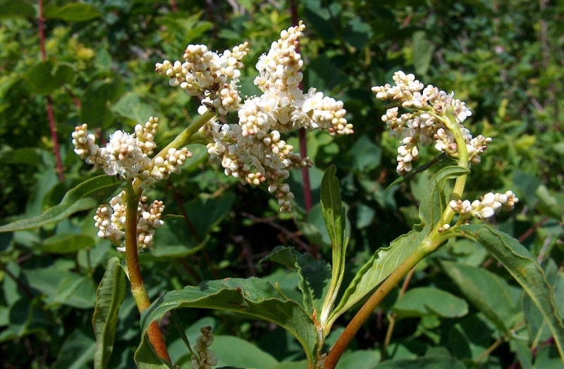 The flora of Katon-Karagay park.